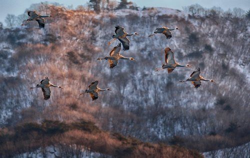 Gliding at sunset