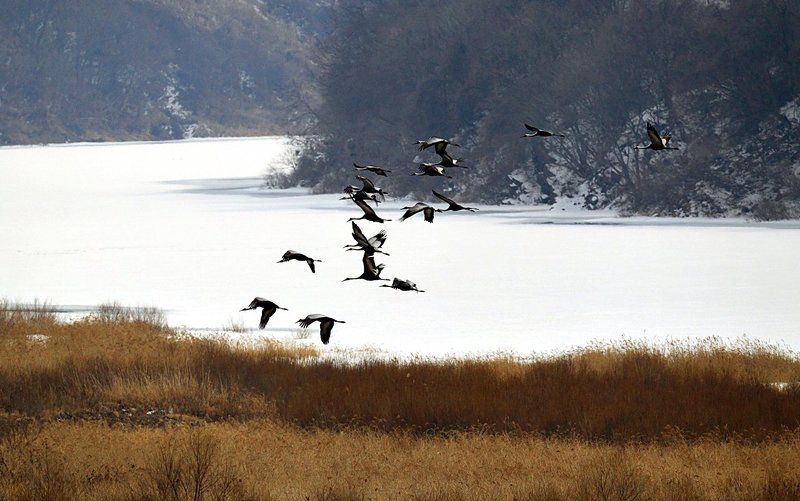 To roost фото превью