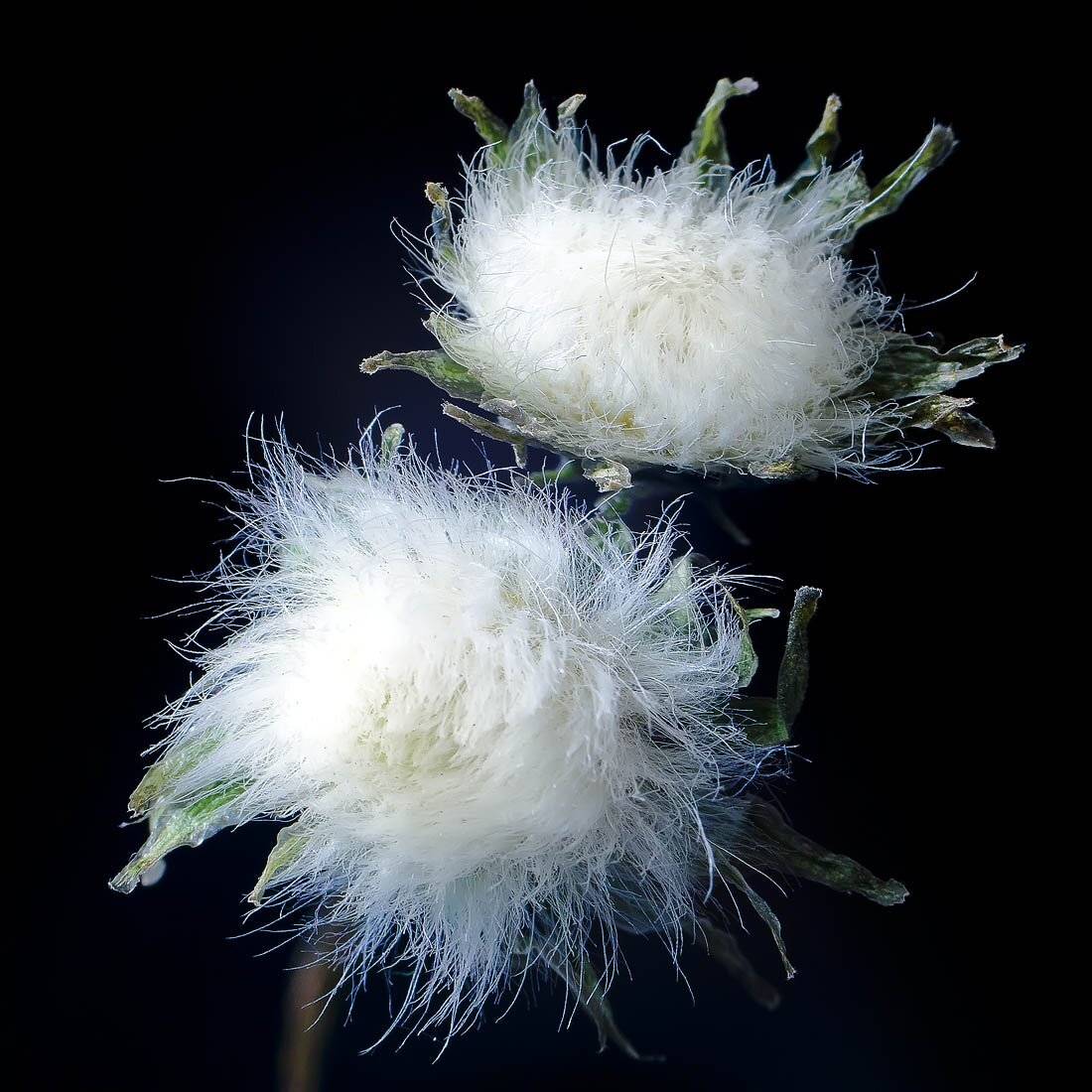 , Качурин Алексей