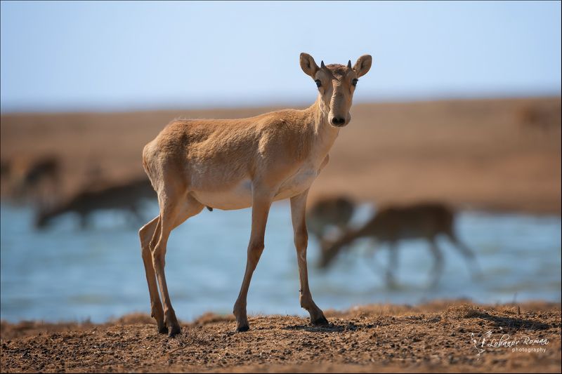 * * * фото превью