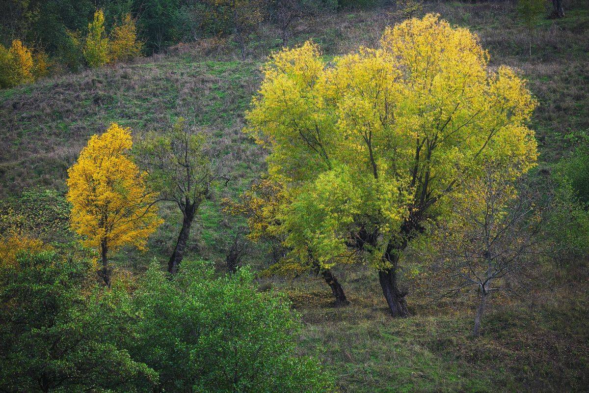 , Stefan Chirobocea