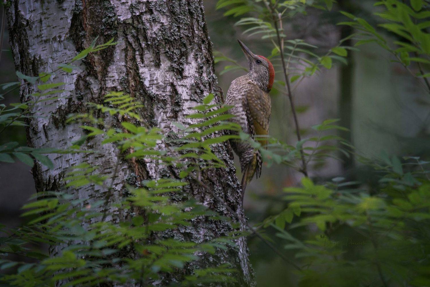 природа, лес, поля, огороды, животные, птицы, макро, Дмитрий Посевич