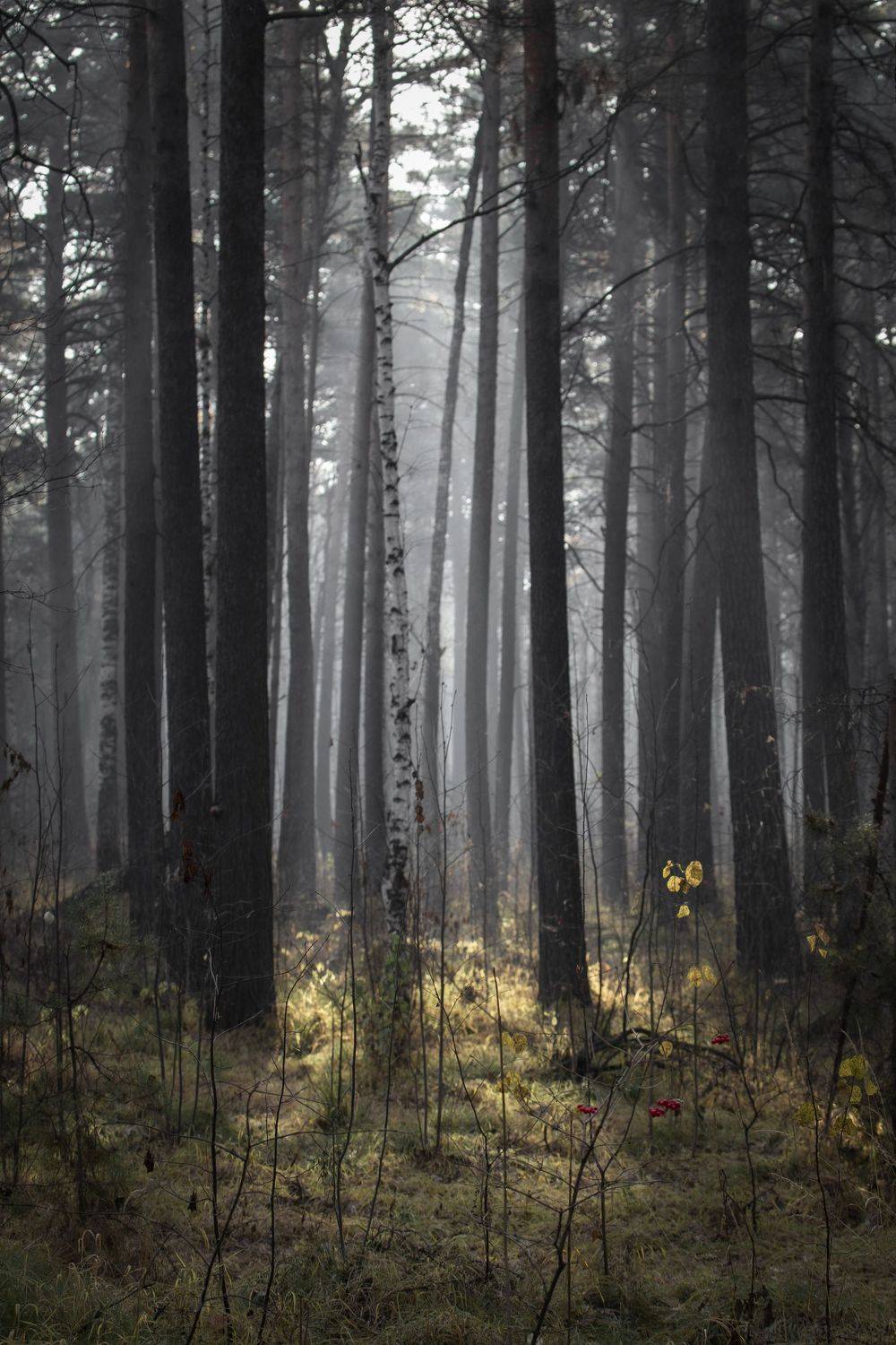 лес, береза, дымка, свет, Андрей Логвинович