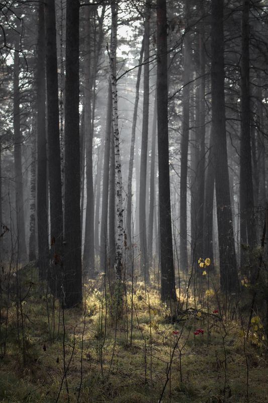 лес, береза, дымка, свет лес фото превью