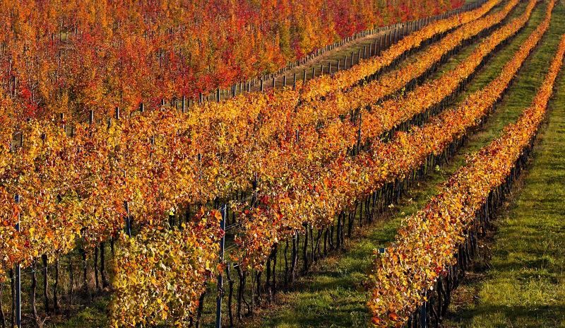 Vineyards and orchards фото превью