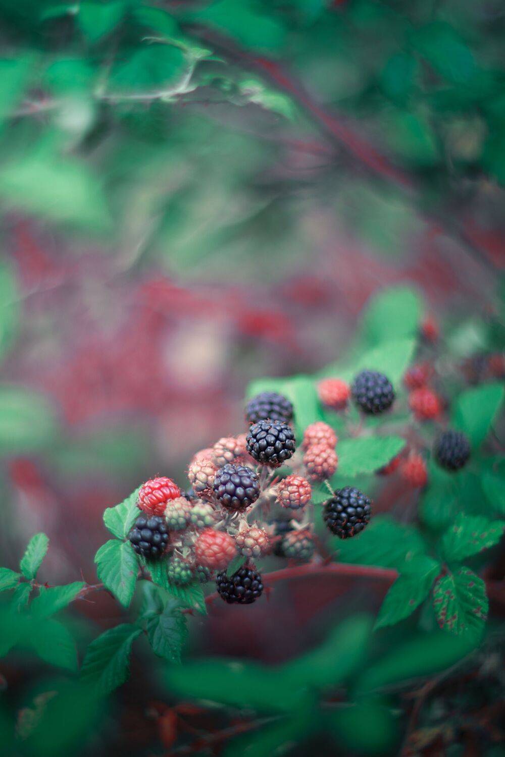 green,blue,bokeh,blackberry,fruit,zenit,helios,nikon,light,nature,exterior,forest,autumn,, Борислав Алексиев