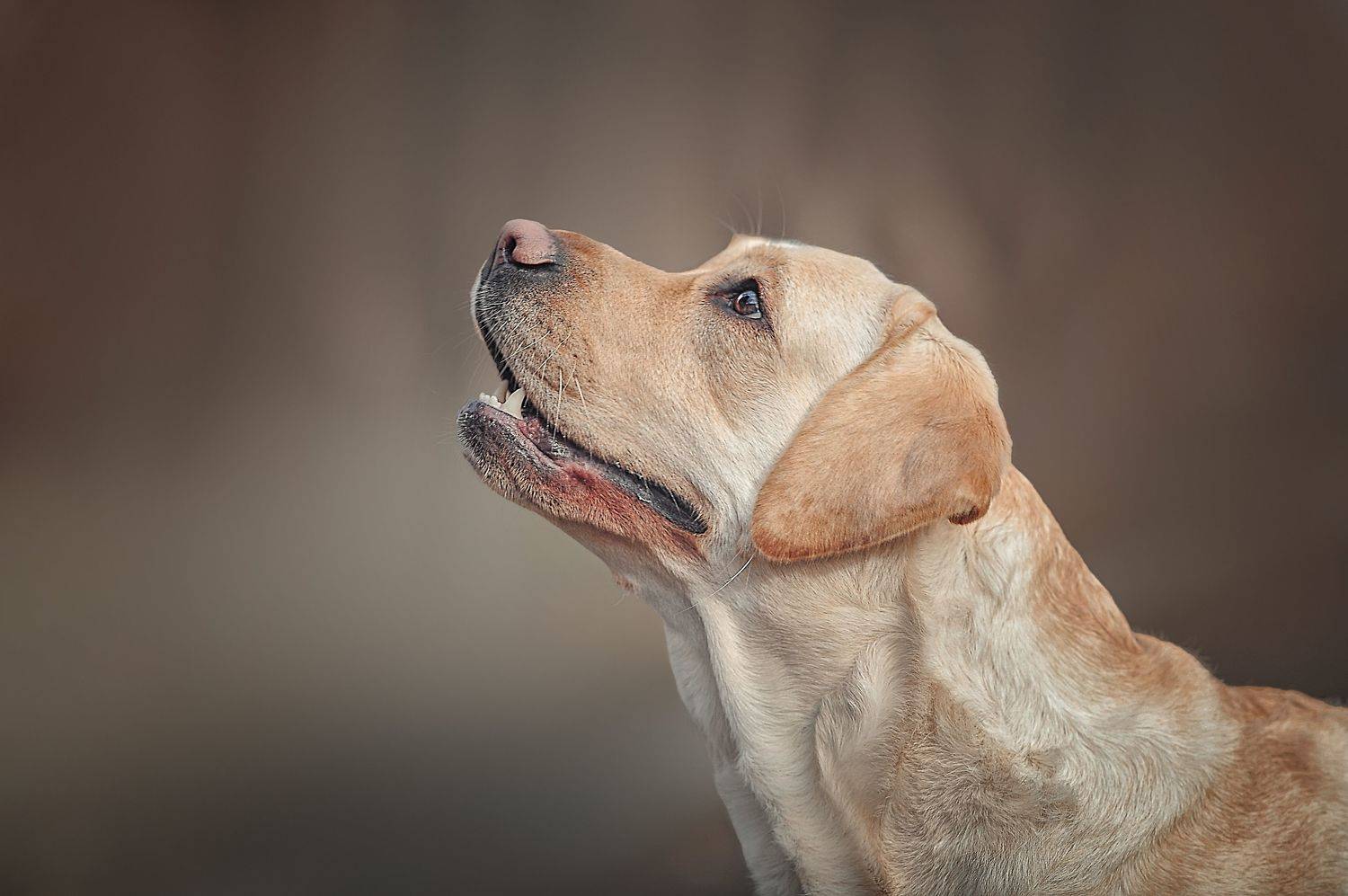 , Ксения Лысенкова