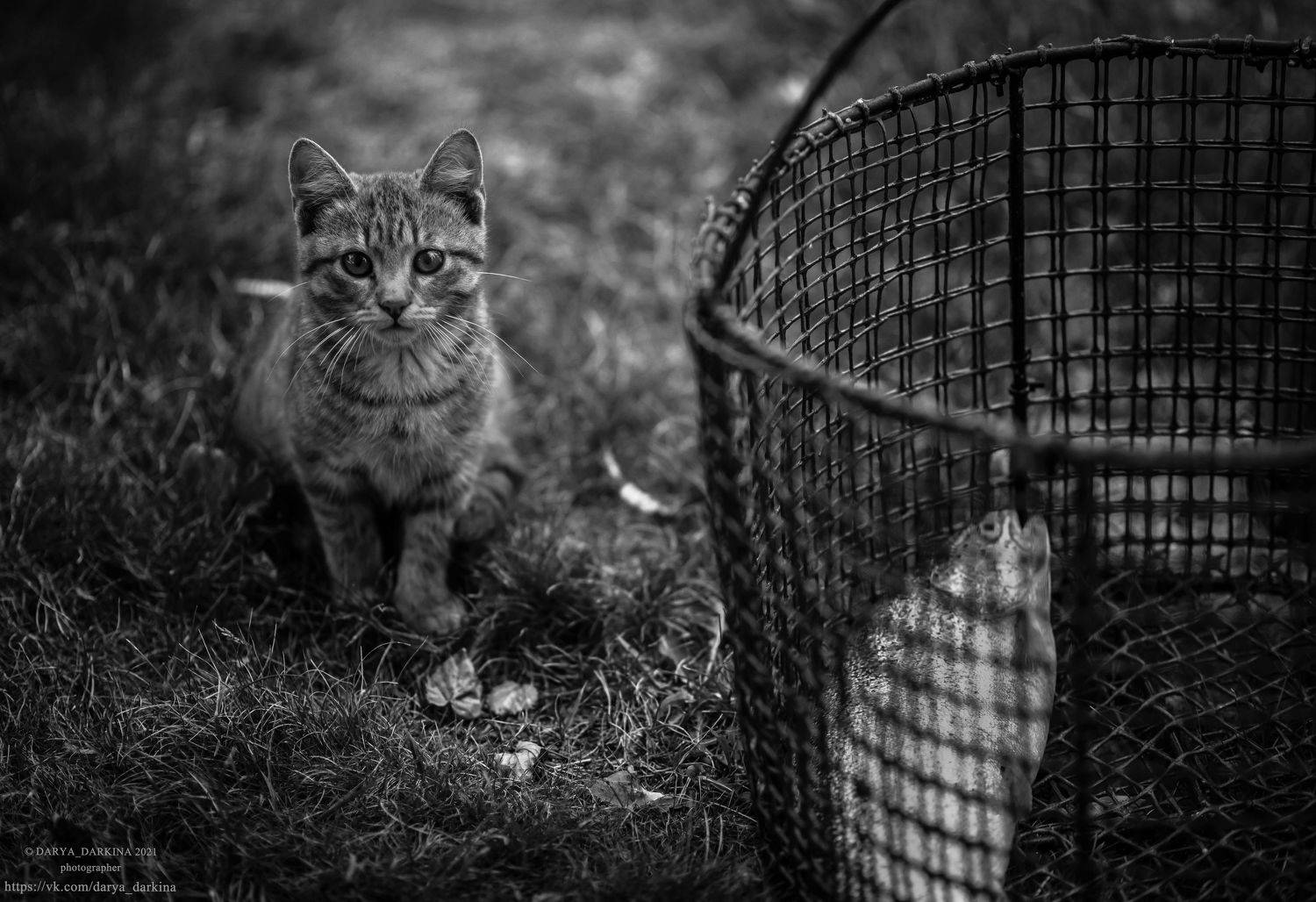 , Даркина Дарья