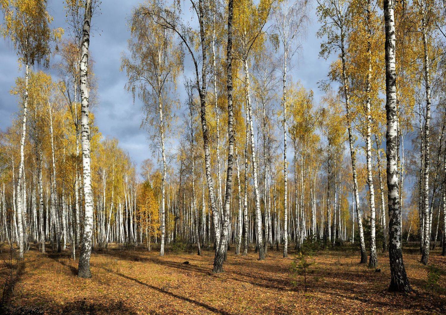 , Никитин Николай