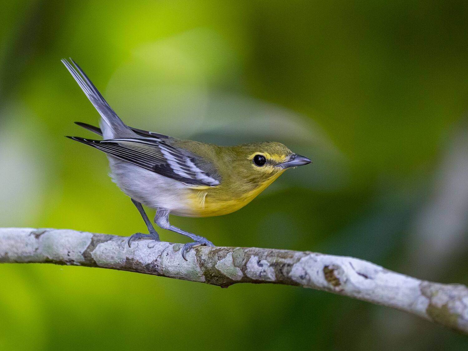 , Fernando Burgalin Sequeira