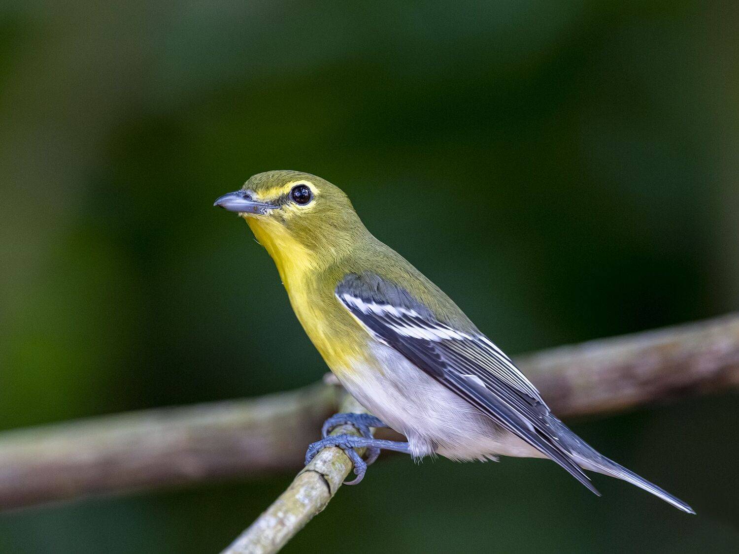 , Fernando Burgalin Sequeira