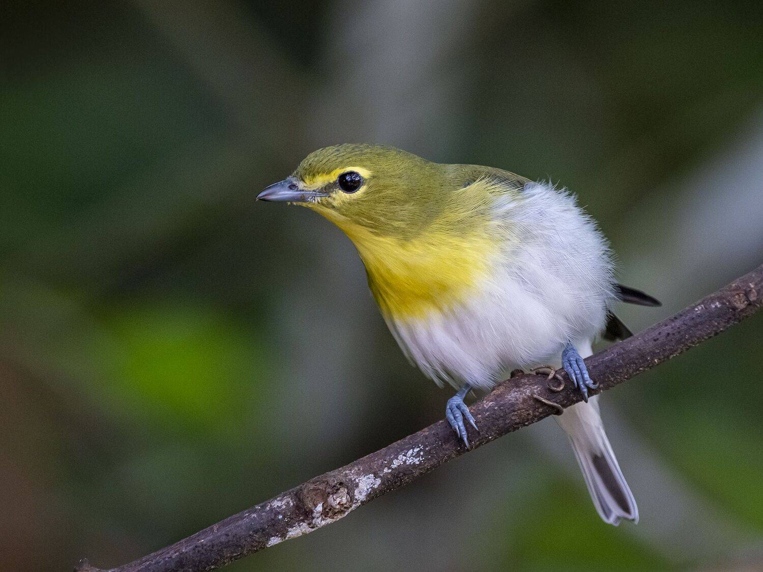 , Fernando Burgalin Sequeira