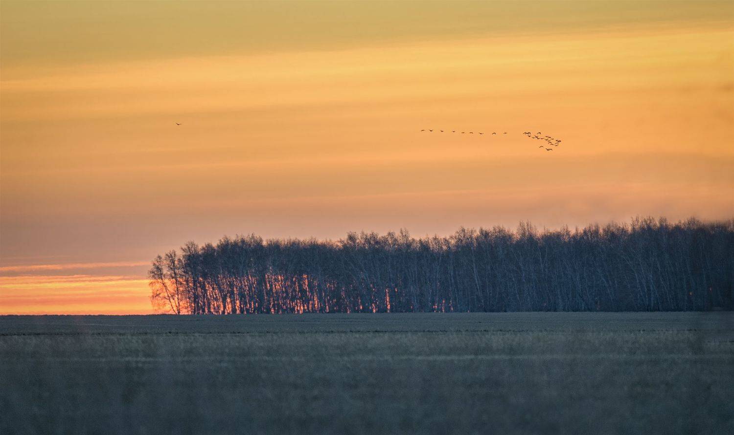 степь, утро, зарево, конец октября, клин гусей,, Марина Мочалова