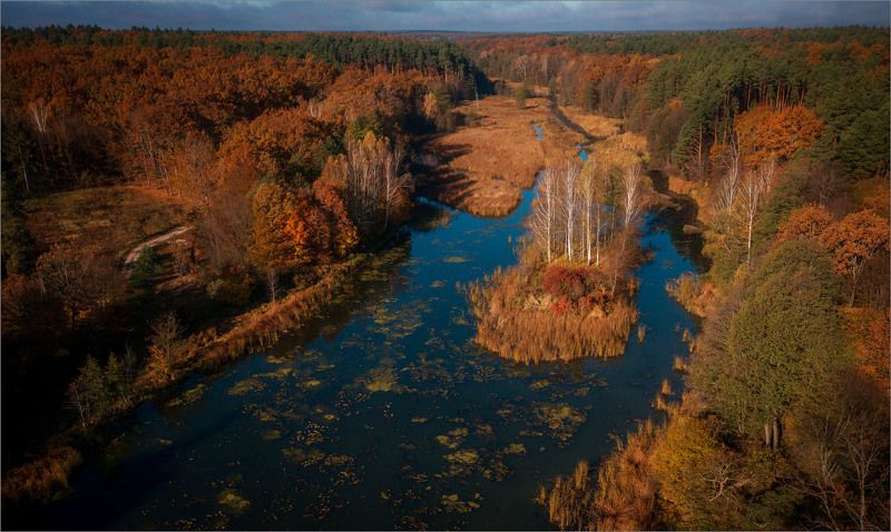 Березовый островок фото превью