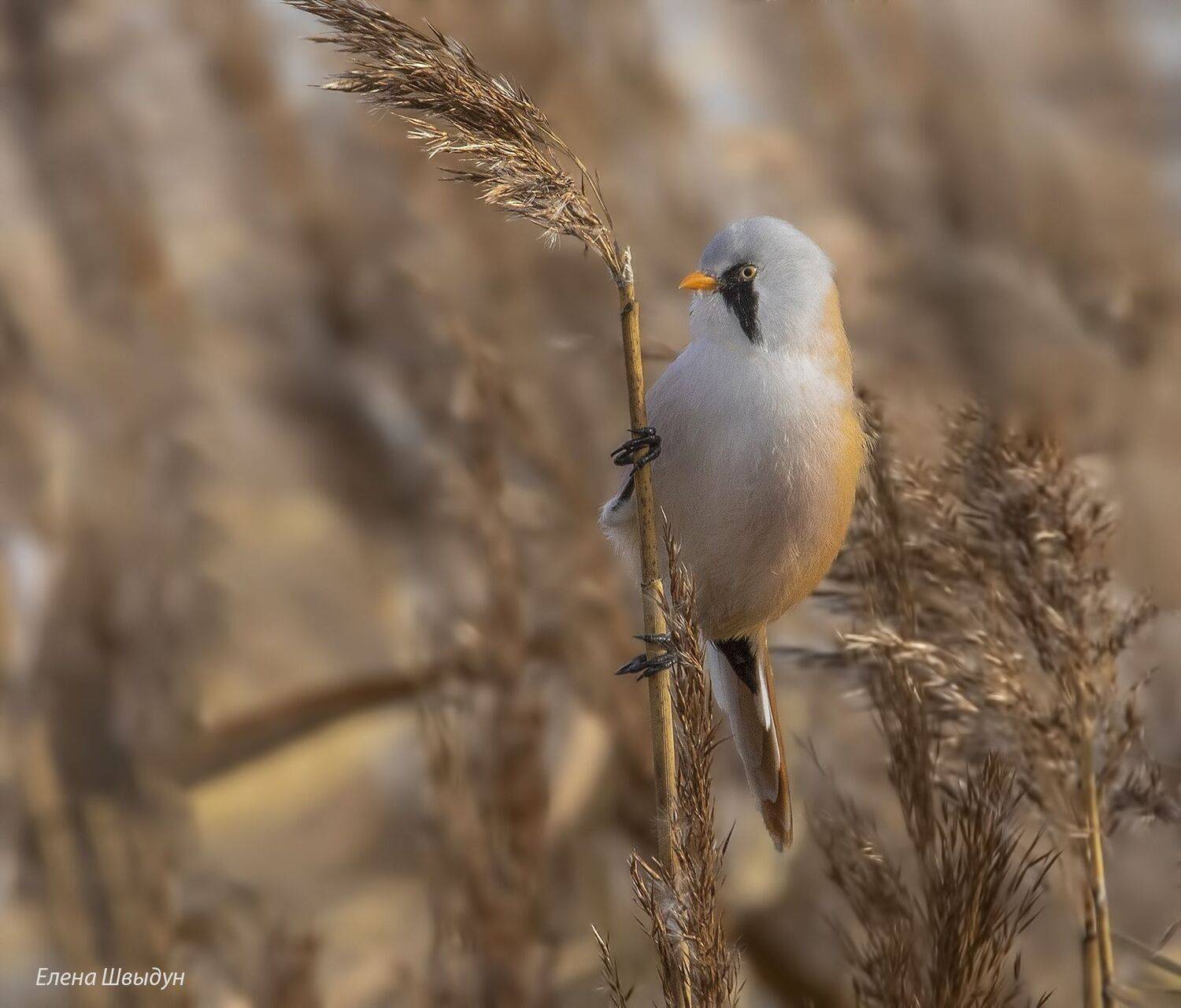 bird of prey, animal, birds, bird, animal wildlife, nature, animals in the wild, bearded_reedling, птицы, птица, усатая синица, Елена Швыдун