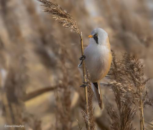 Bearded reedling
