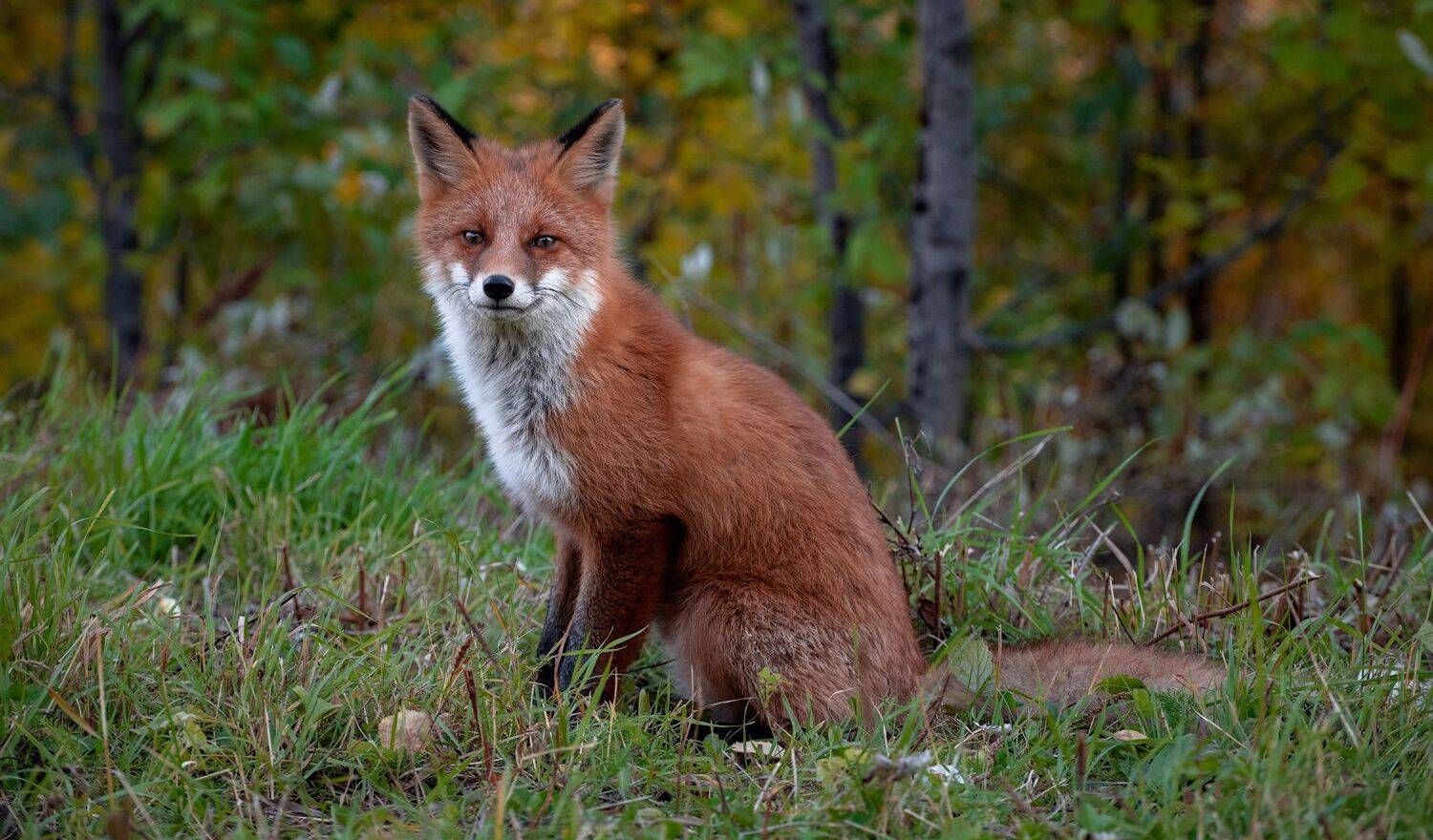 , Виталий Истомин