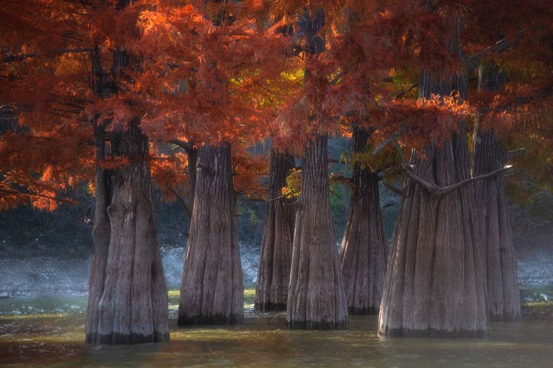 Кипарис болотный фото превью