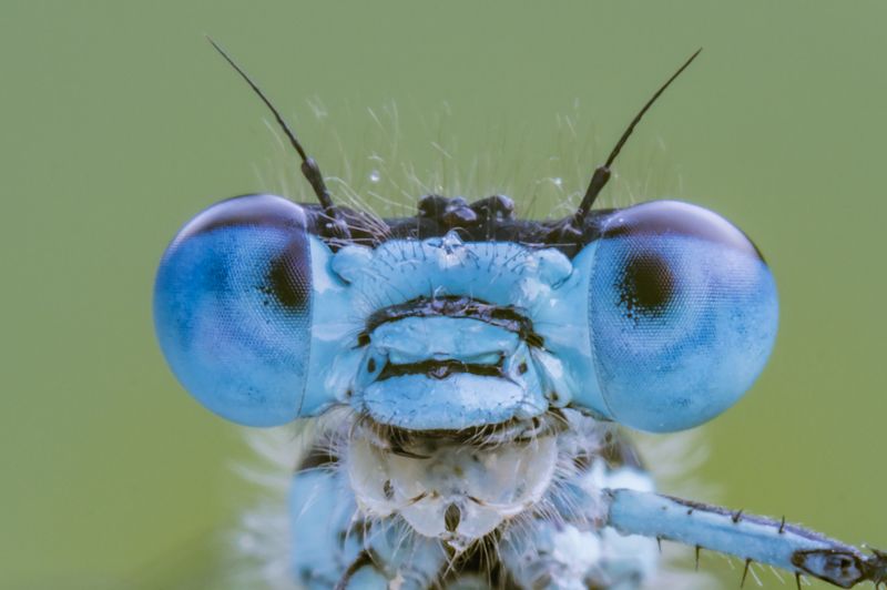 Blue eyes фото превью