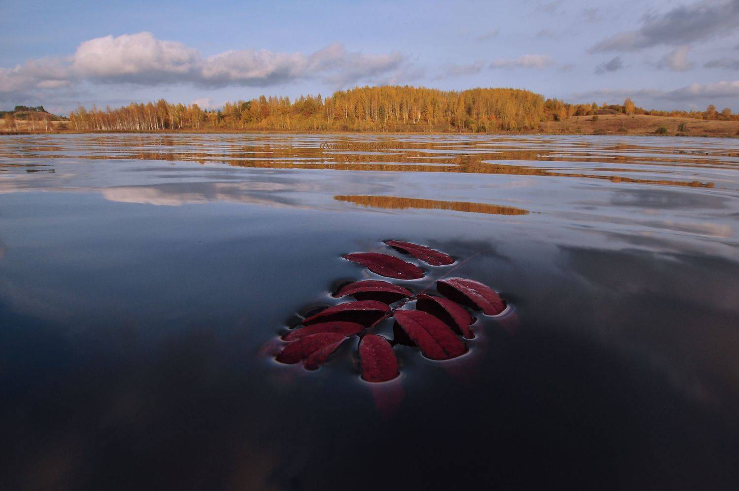 осень, пейзаж, листок, природа, озеро, россия, берёзы,изборск, озеро городищенское., Юрий Яковлев