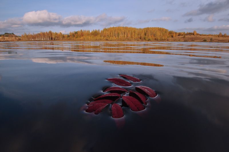 осень, пейзаж, листок, природа, озеро, россия, берёзы,изборск, озеро городищенское.  фото превью