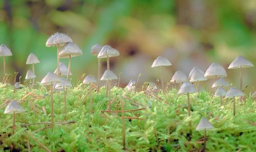 Forest umbrellas
