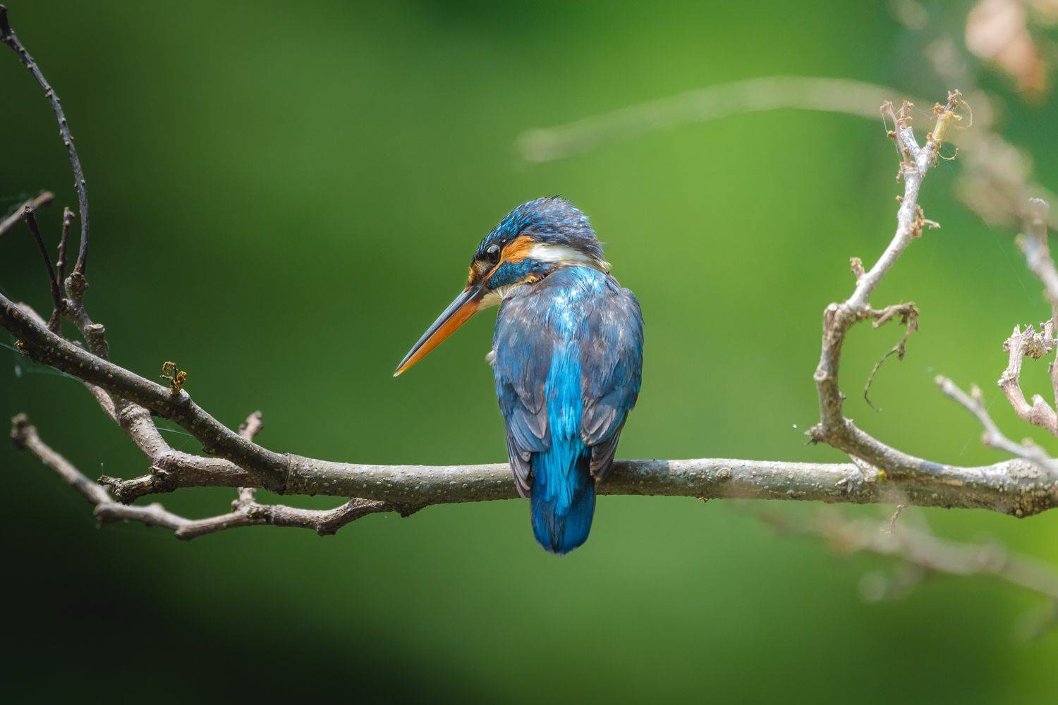 birds, Gimantha Perera