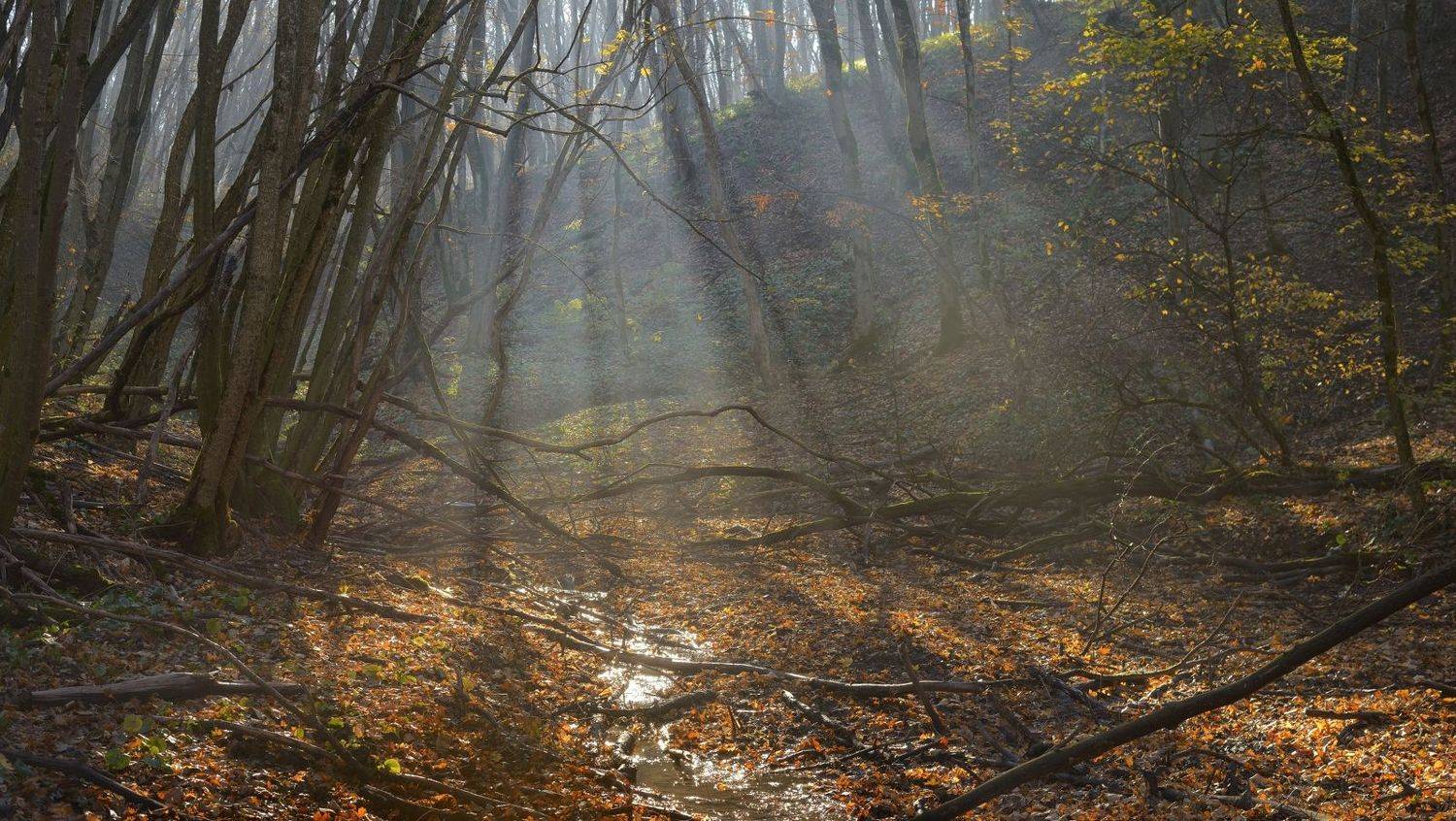 осень листва утро лес, Александр Жарников