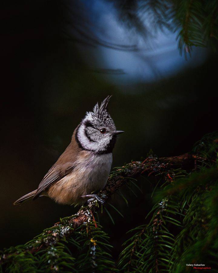 , Валерий Субачев