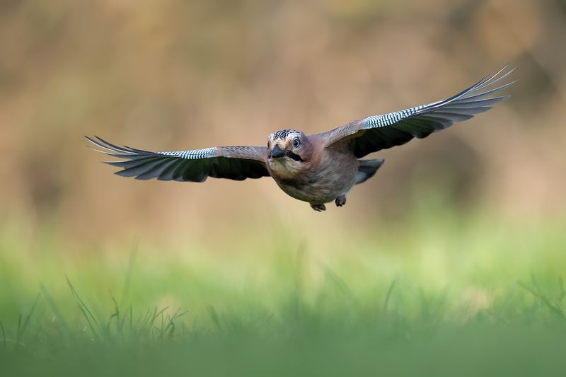 F16 фото превью