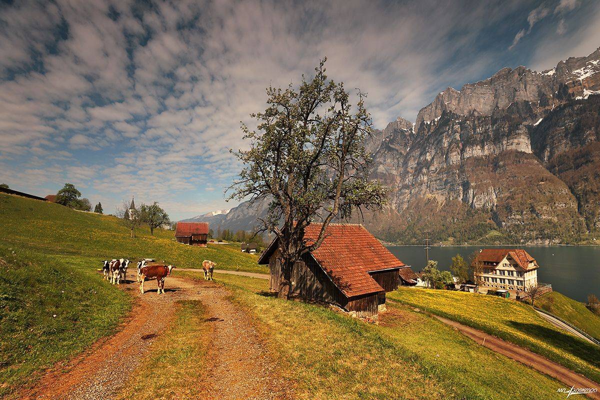 swiss, Матвеев Николай
