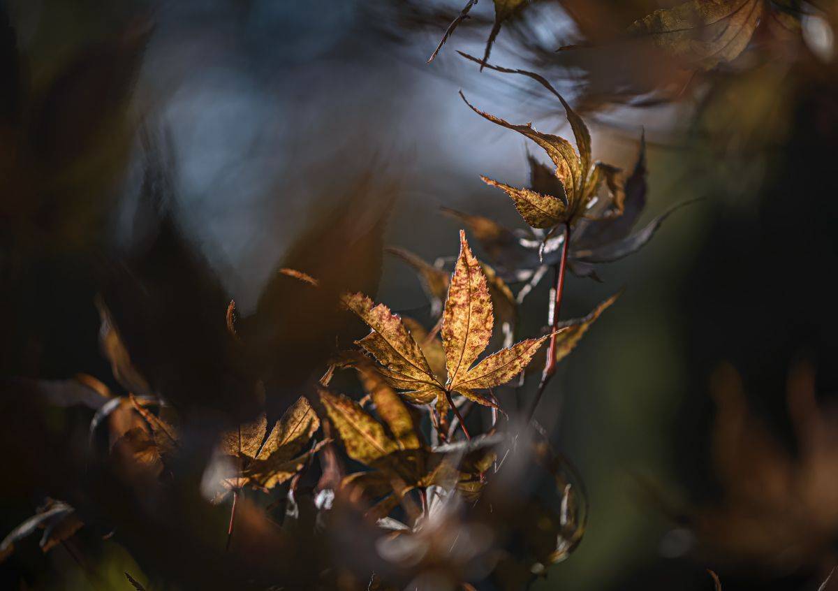 природа, макро, осень, клен, Неля Рачкова