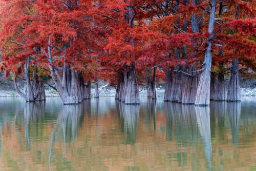 Taxodium