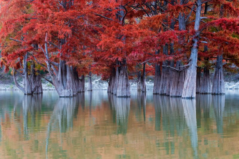 болотные, кипарисы, озеро сукко Taxodium фото превью