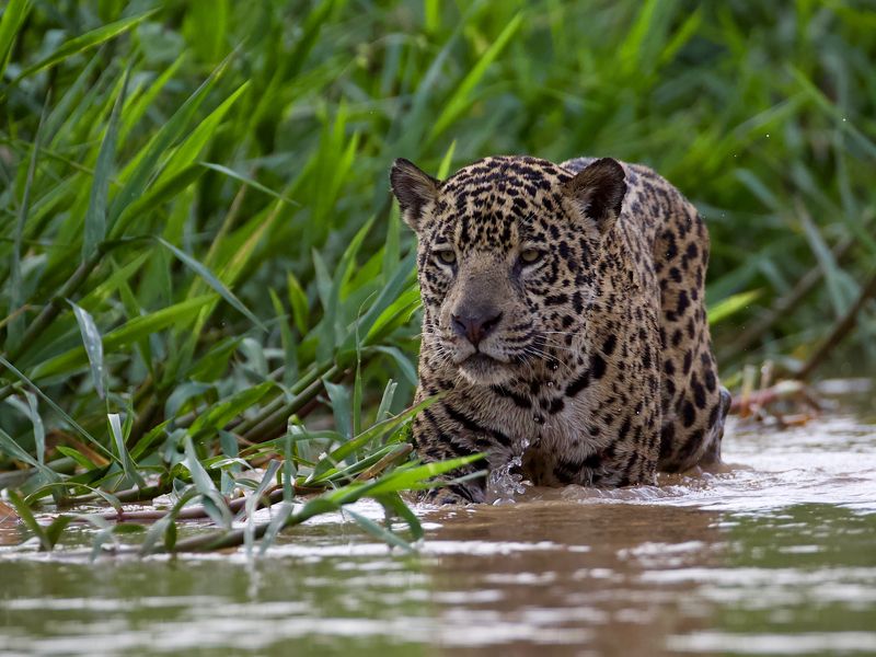 охота на каймана фото превью