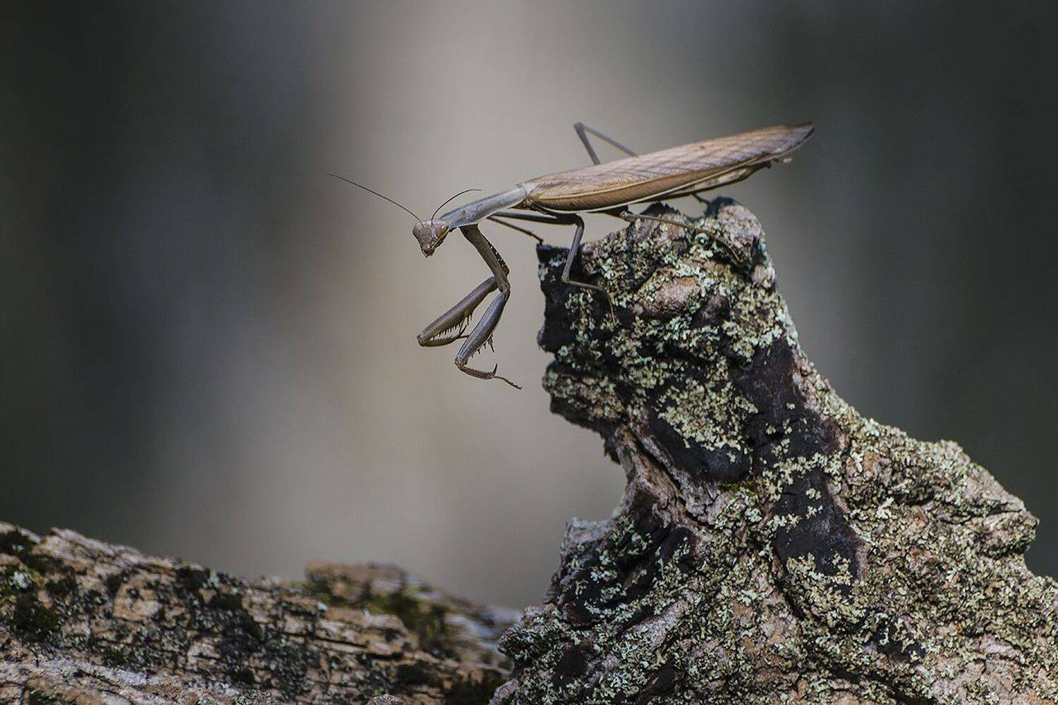 богомол, Михаил Агеев