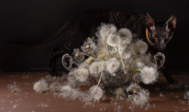 одуванчики,кот, Одуванчики фото превью