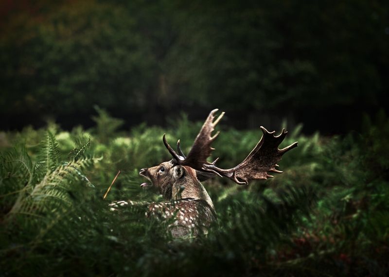 roooah Fern King фото превью