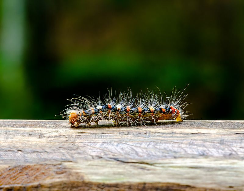 Larva of moth фото превью