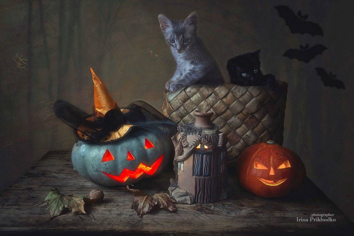 постановочное фото, домашние животные, котята, Хэллоуин, прикольные картинки, тыквы, Джек Фонарь, Ирина Приходько