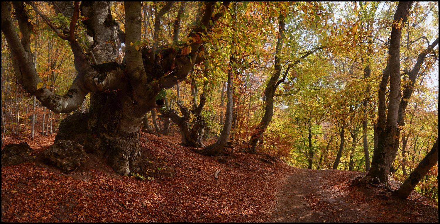 , Владимир Метцгер