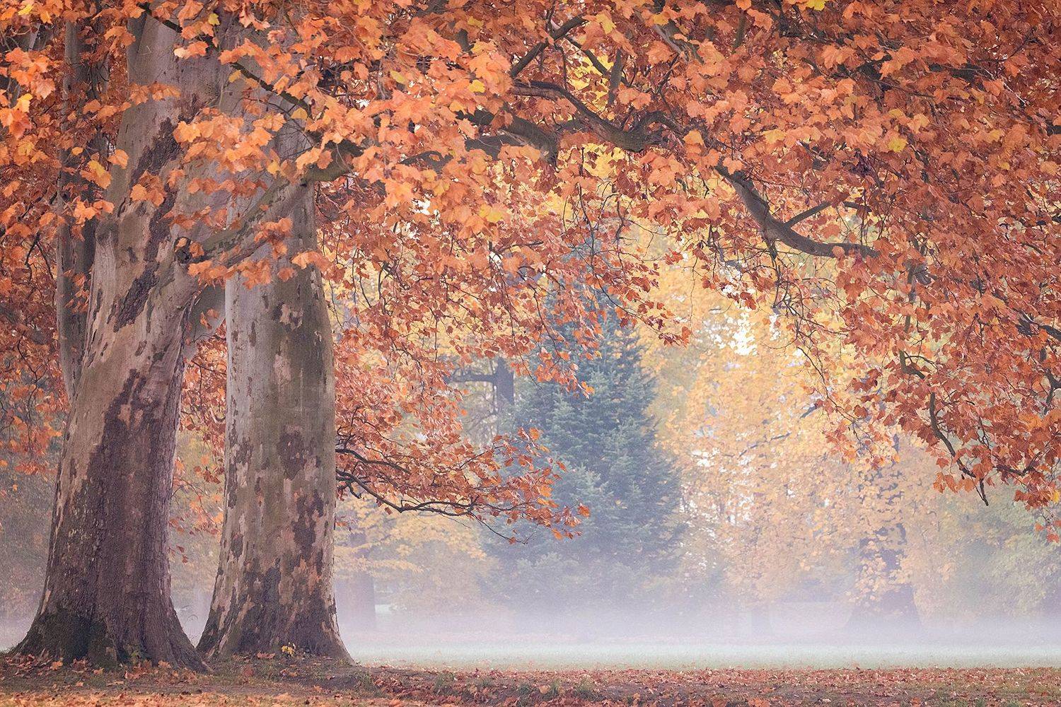 Autumn. Автор: Robert Adamec , Robert Adamec