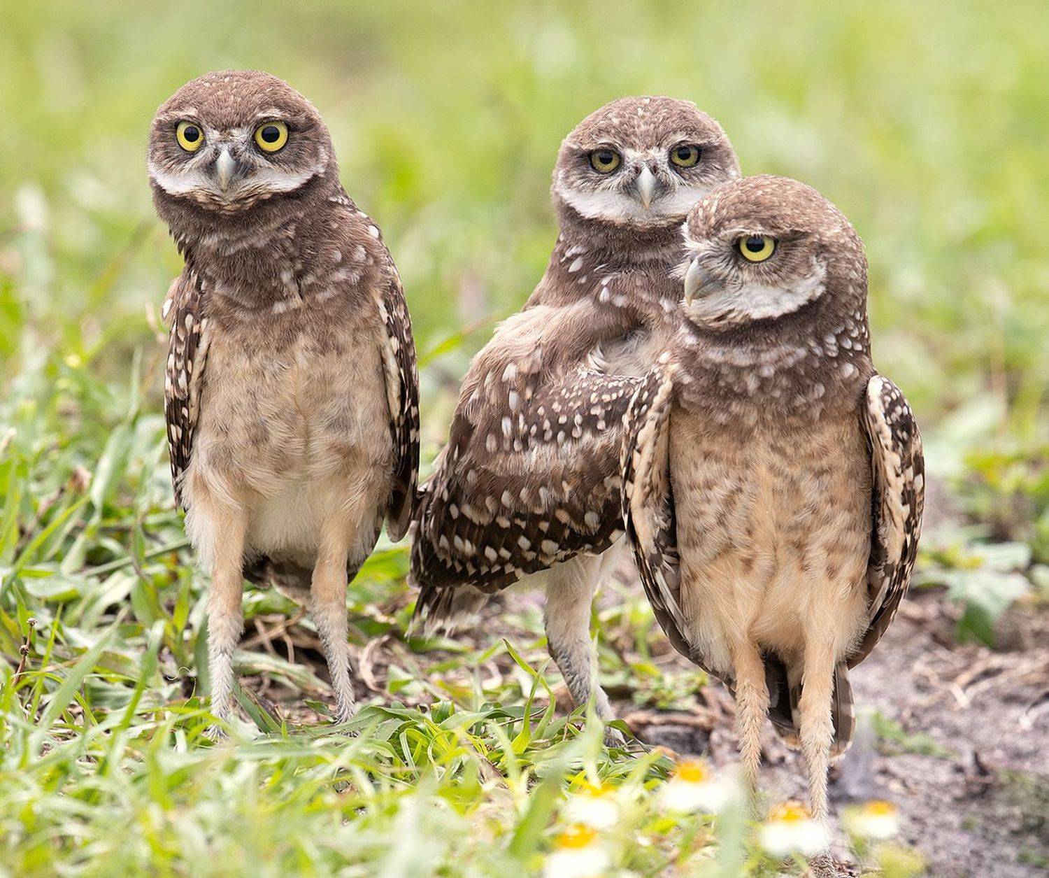 кроличий сыч, florida, burrowing owl, owl, флорида,сыч, Elizabeth Etkind