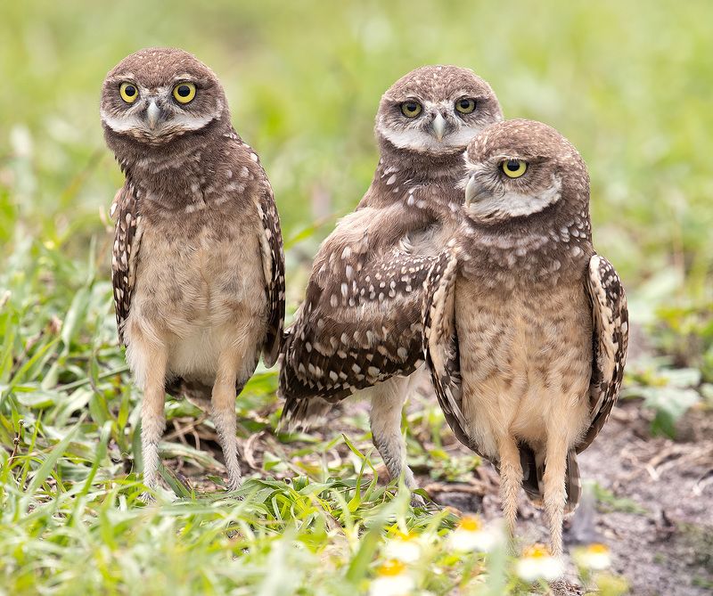 кроличий сыч, florida, burrowing owl, owl, флорида,сыч Сычики - Burrowing Owlet фото превью