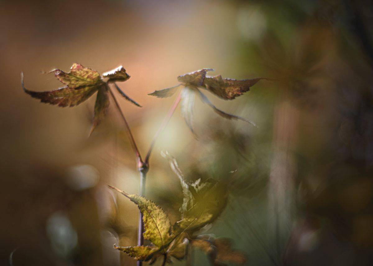 природа, макро, осень, клен, Неля Рачкова