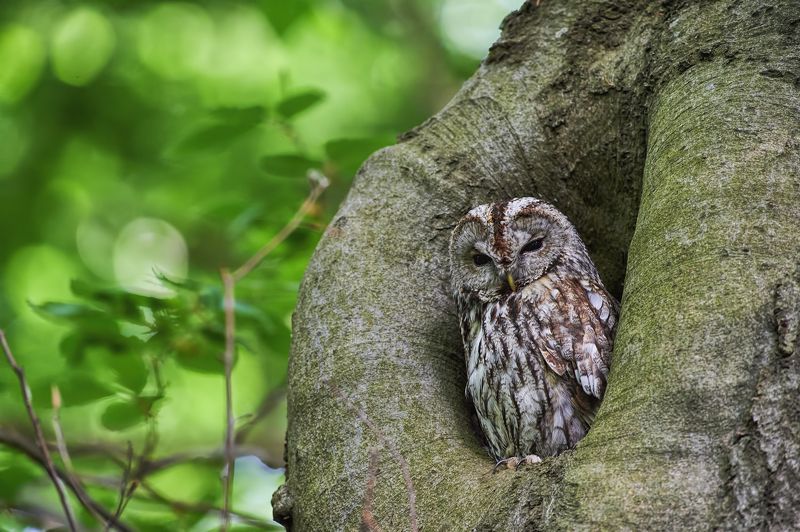 nature, wildlife, birds, owls *** фото превью