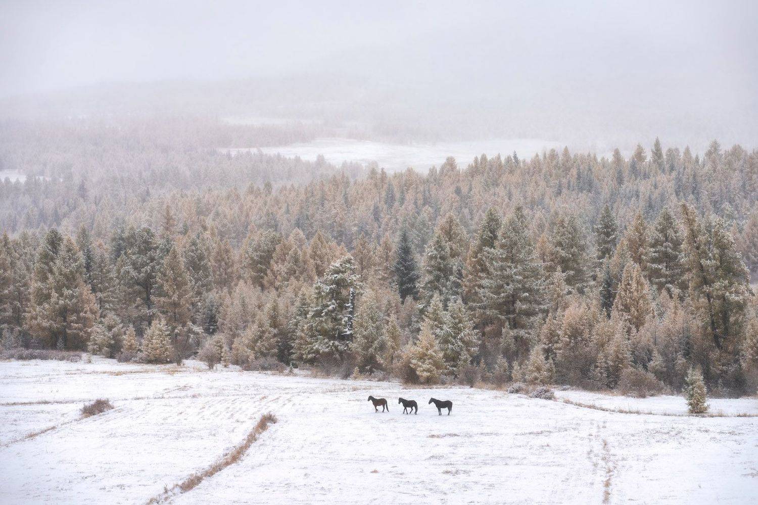 russia, altay, autumn, winter, october, cold, topview, aerial, landscape, Алексей Вымятнин