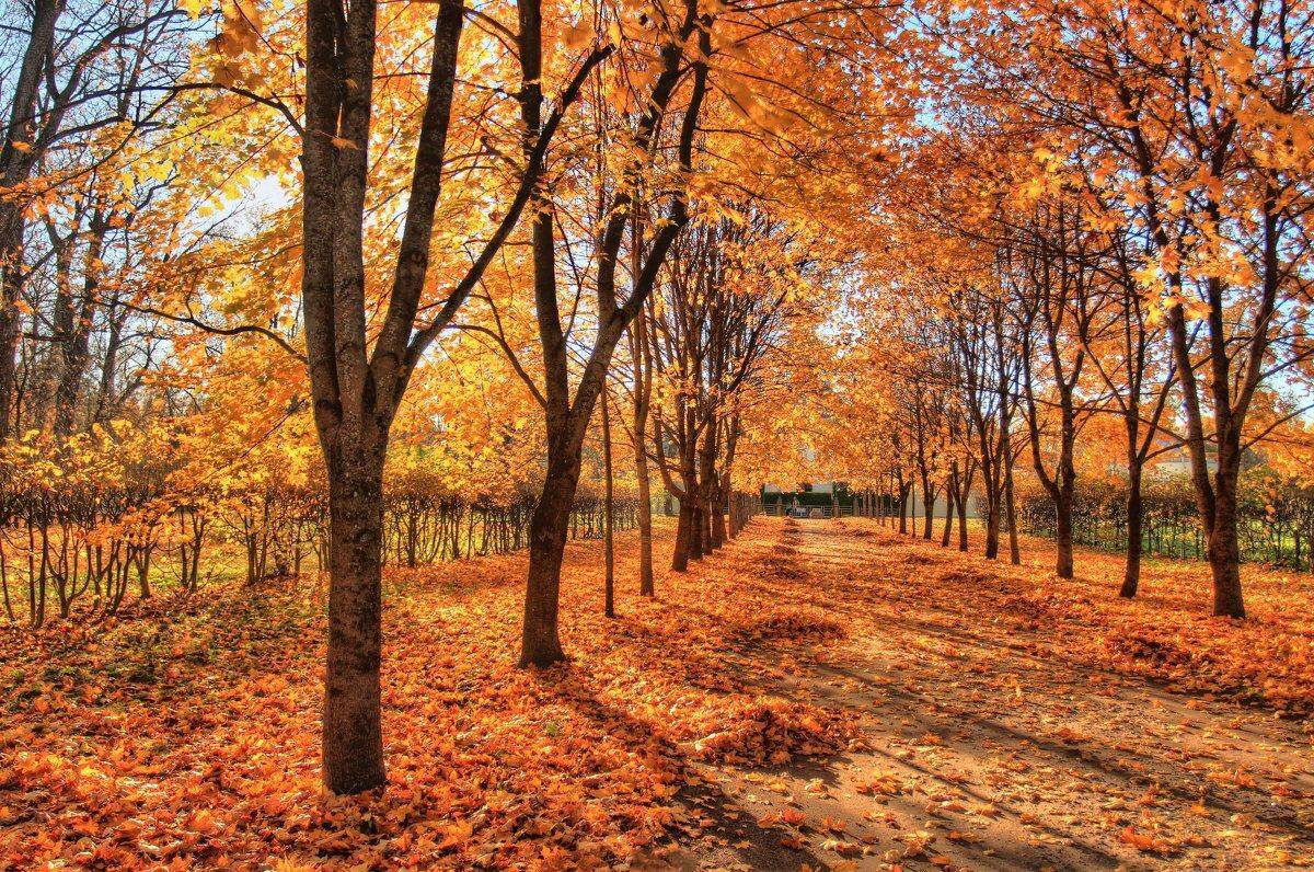 осень,пейзаж, Сергей Григорьев