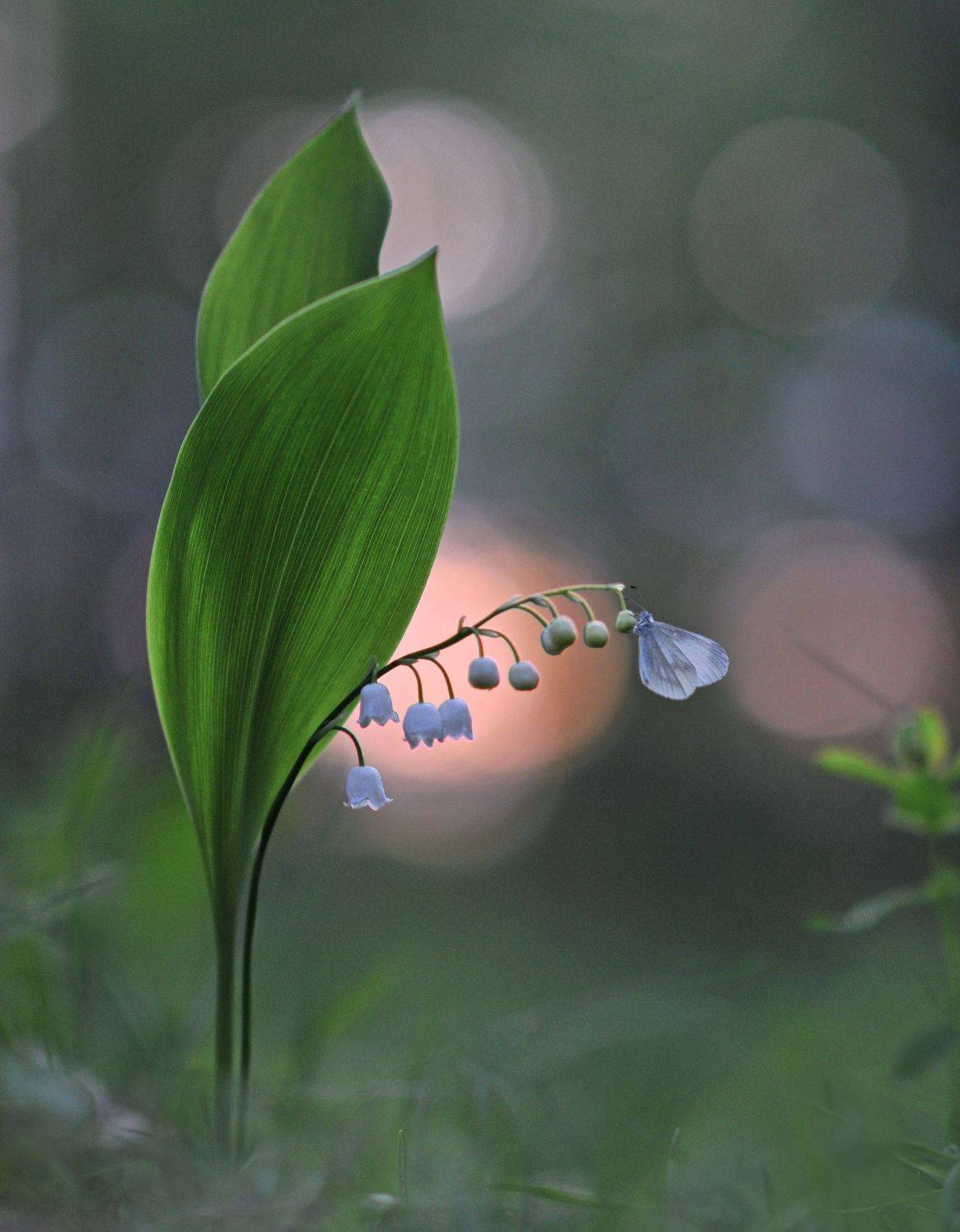 закат, ландыш, бабочка, Александр Гвоздь