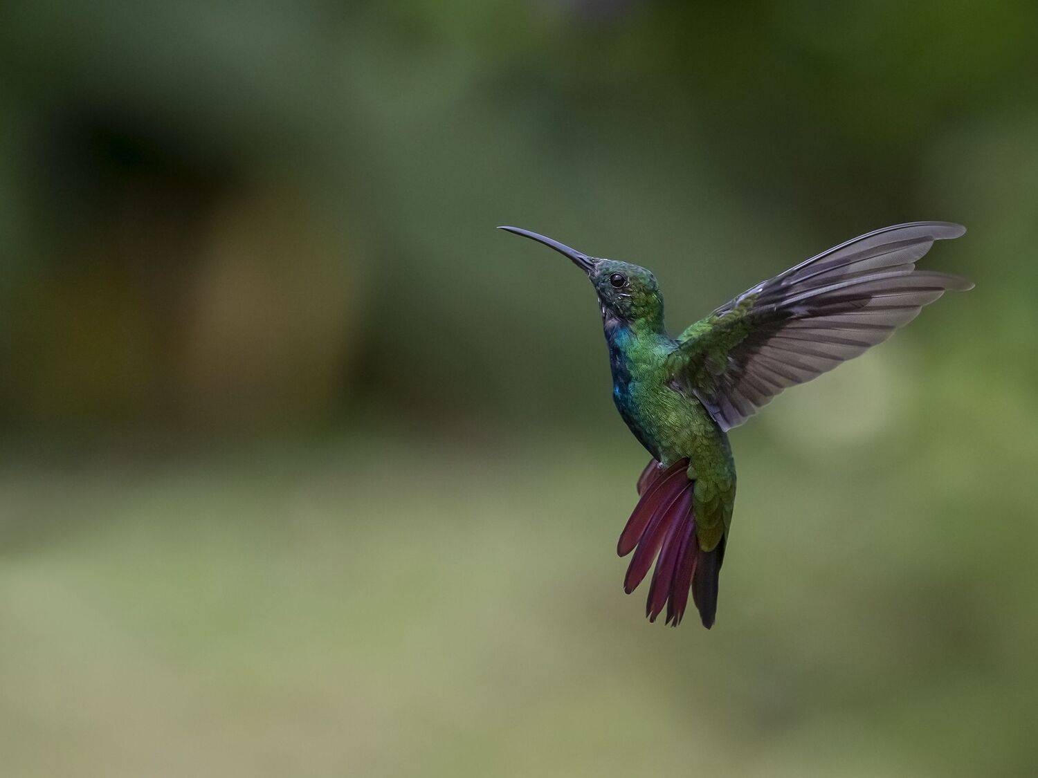 , Fernando Burgalin Sequeira